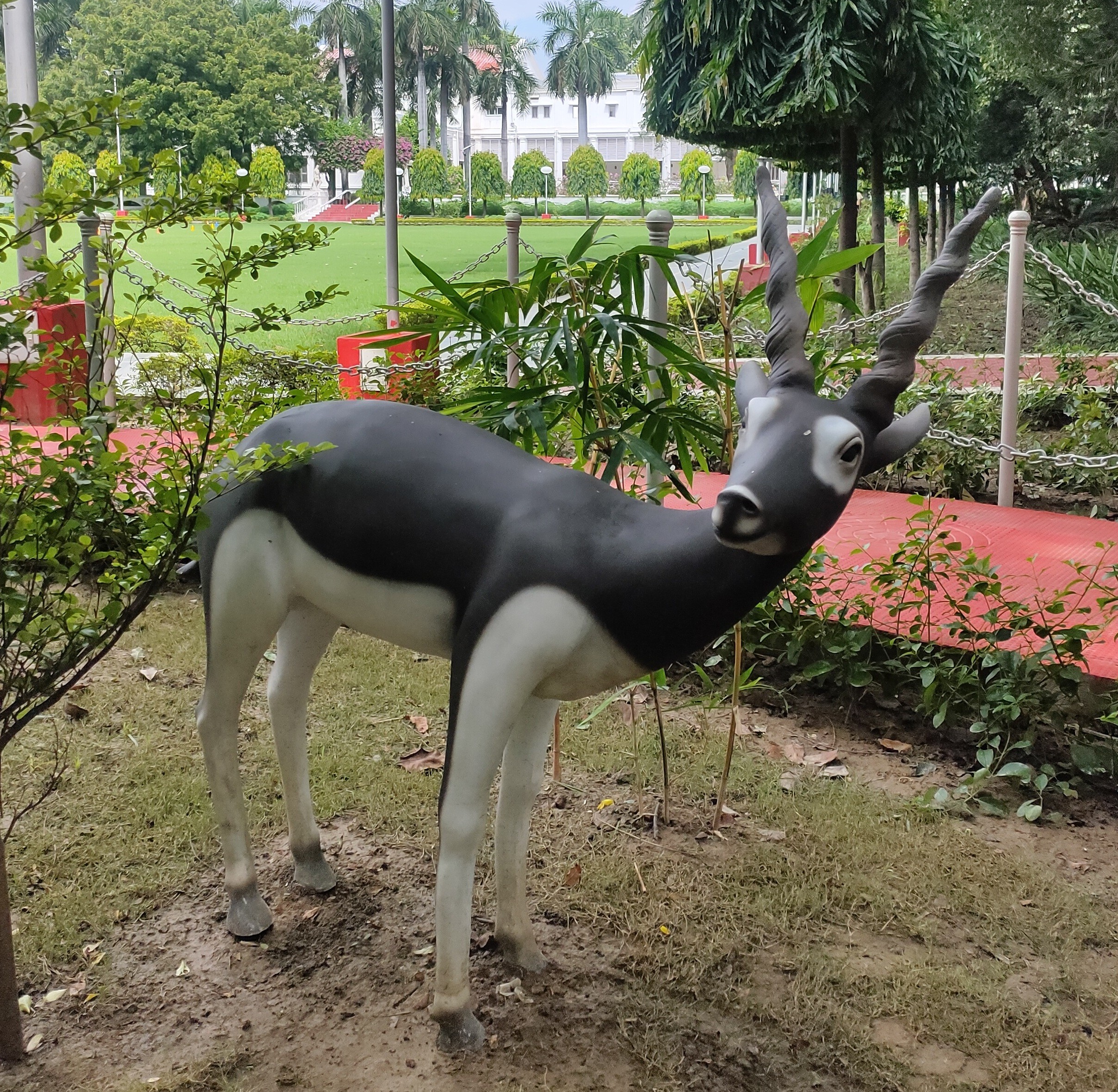 Black buck (black deer)