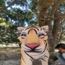 TIGER SETING