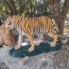 TIGER SETING