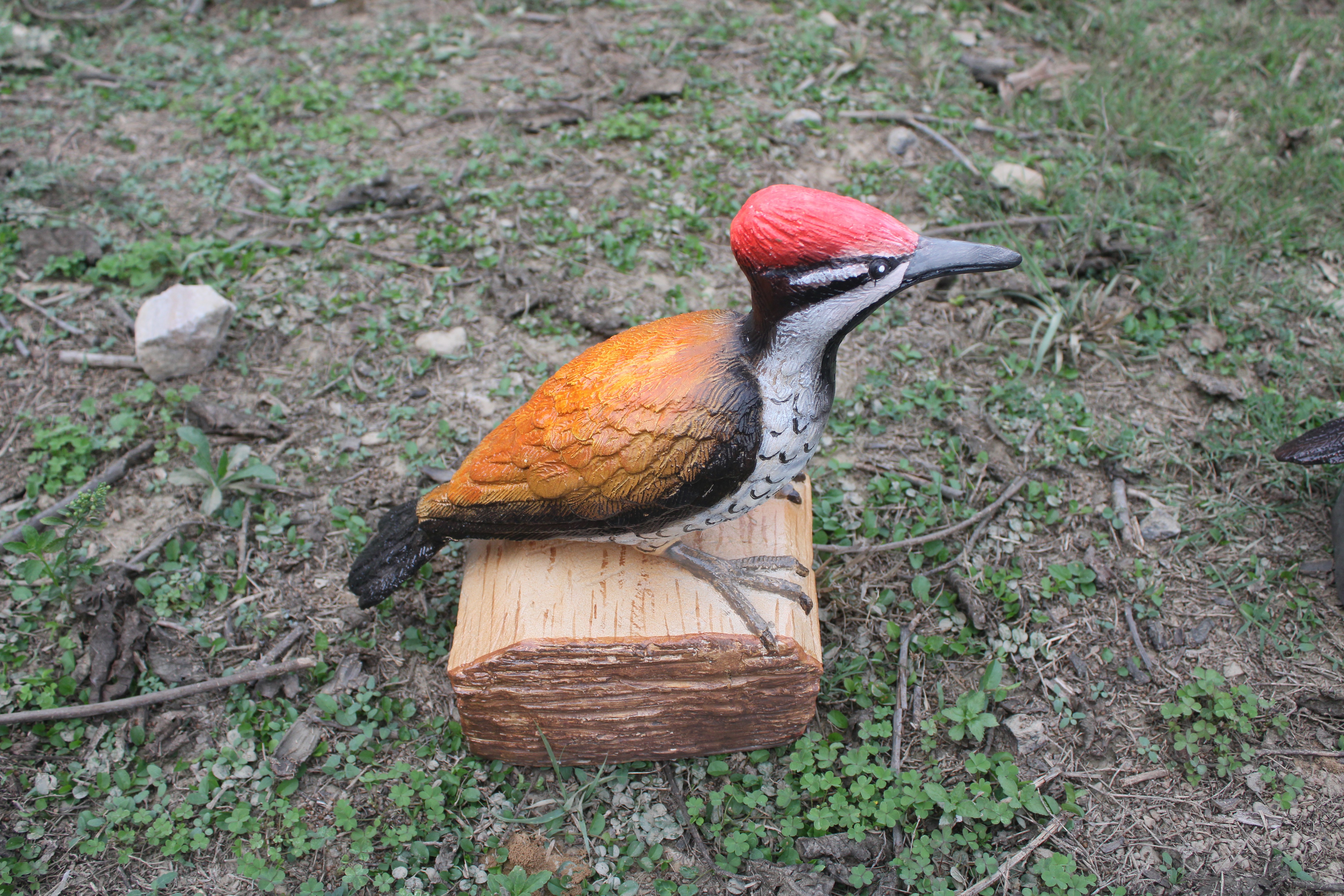 Woodpecker